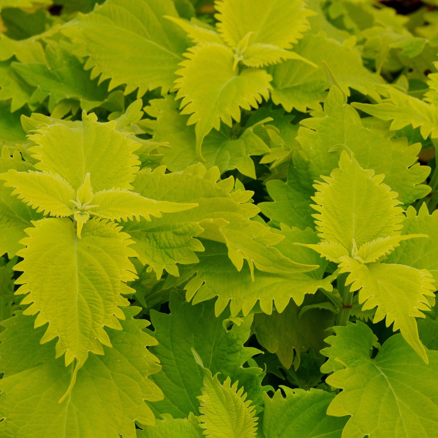 Coleus 'Volcanica™'