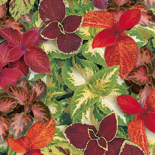 Coleus 'Wizard®'