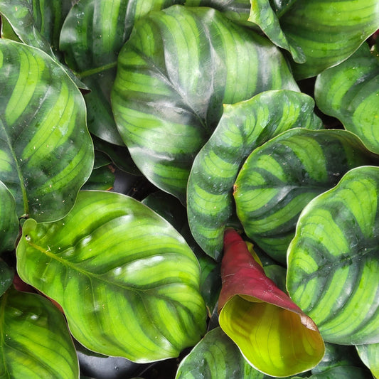 Calathea 'Fasciata'