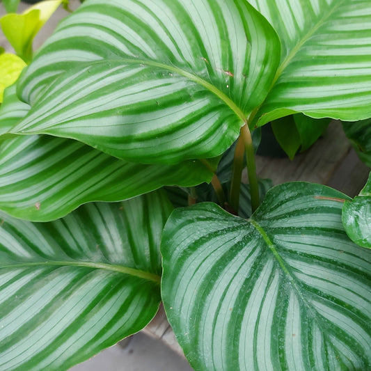 Calathea orbifolia