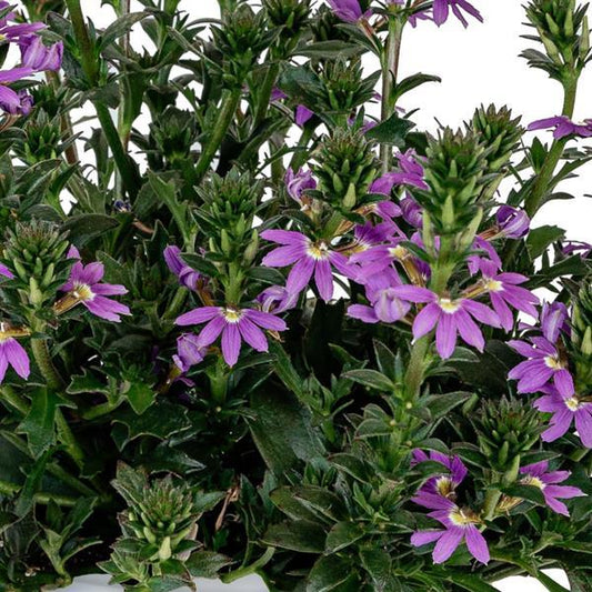 Scaevola 'Scala'