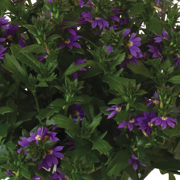 Scaevola 'Scala'