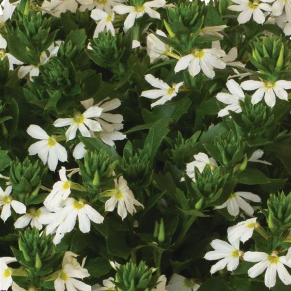 Scaevola 'Scala'