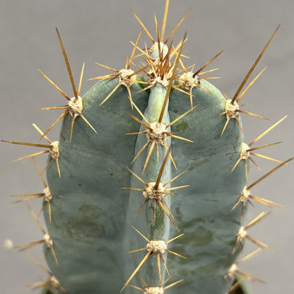 Cereus Blue