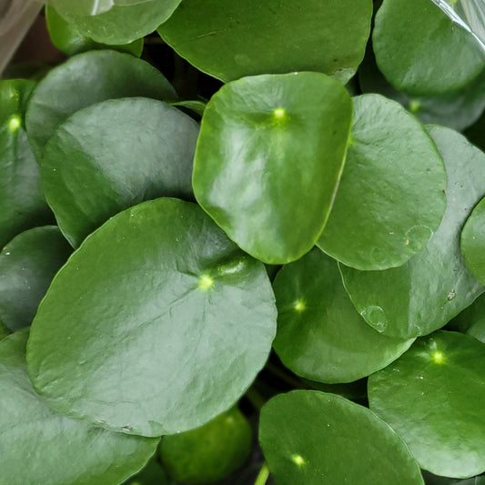 Chinese Money Plant