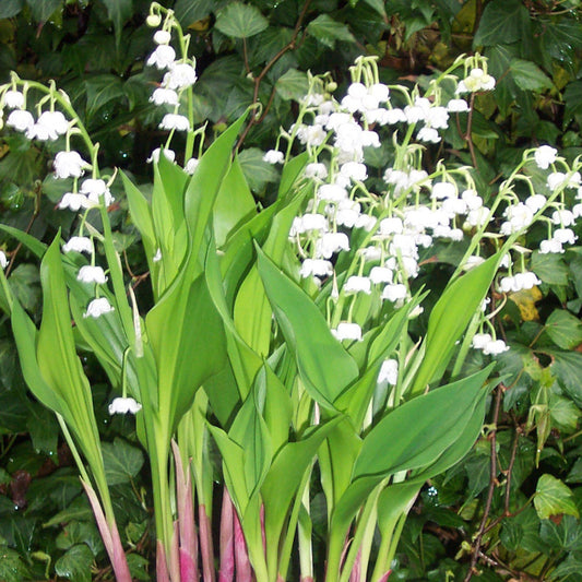 Convallaria majalis