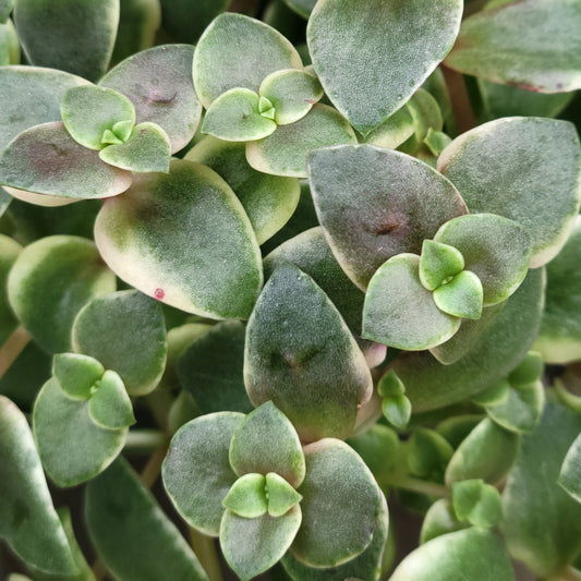 Crassula 'Calico Kittens'