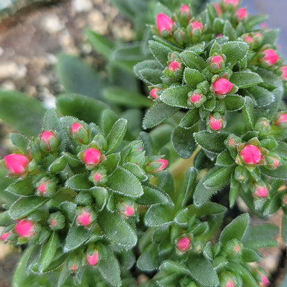 Crassula schmidtii 'Epsilon'