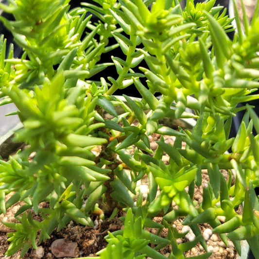 S. Crassula dependens