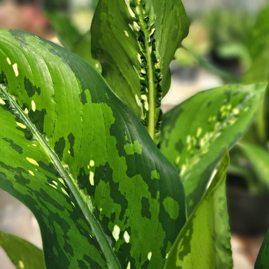 Dieffenbachia 'Crocodile'