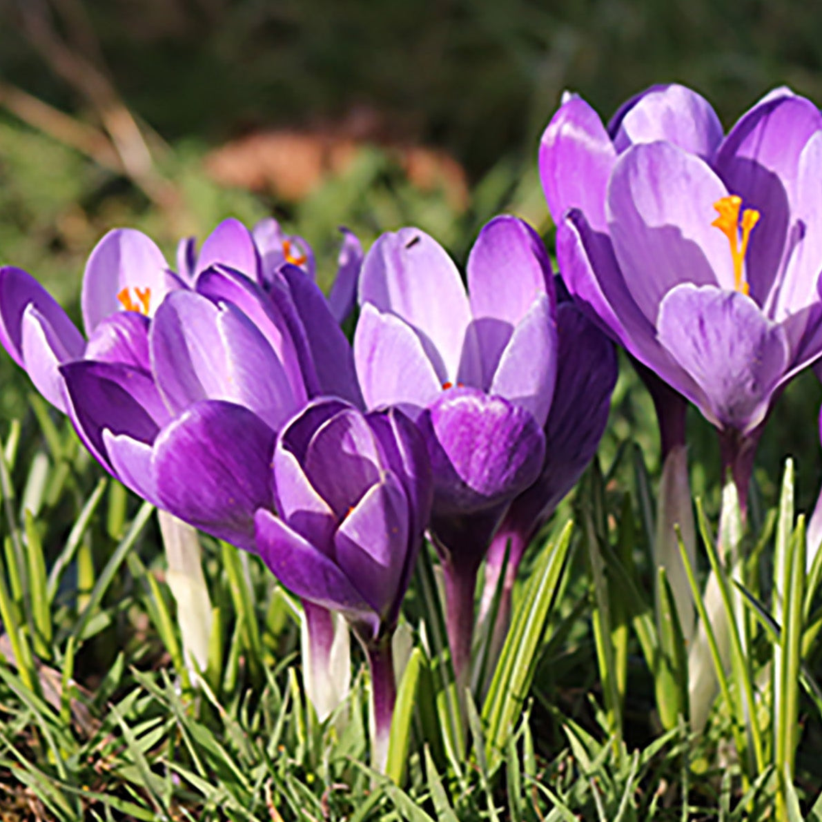 Crocus