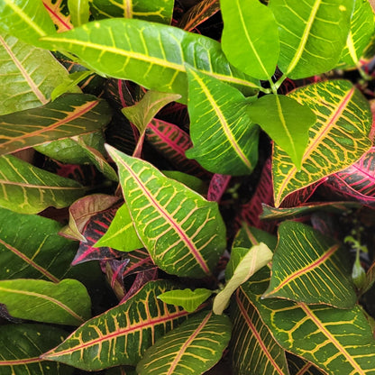 Croton 'Nervia'