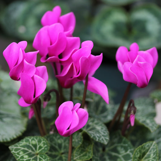 Cyclamen