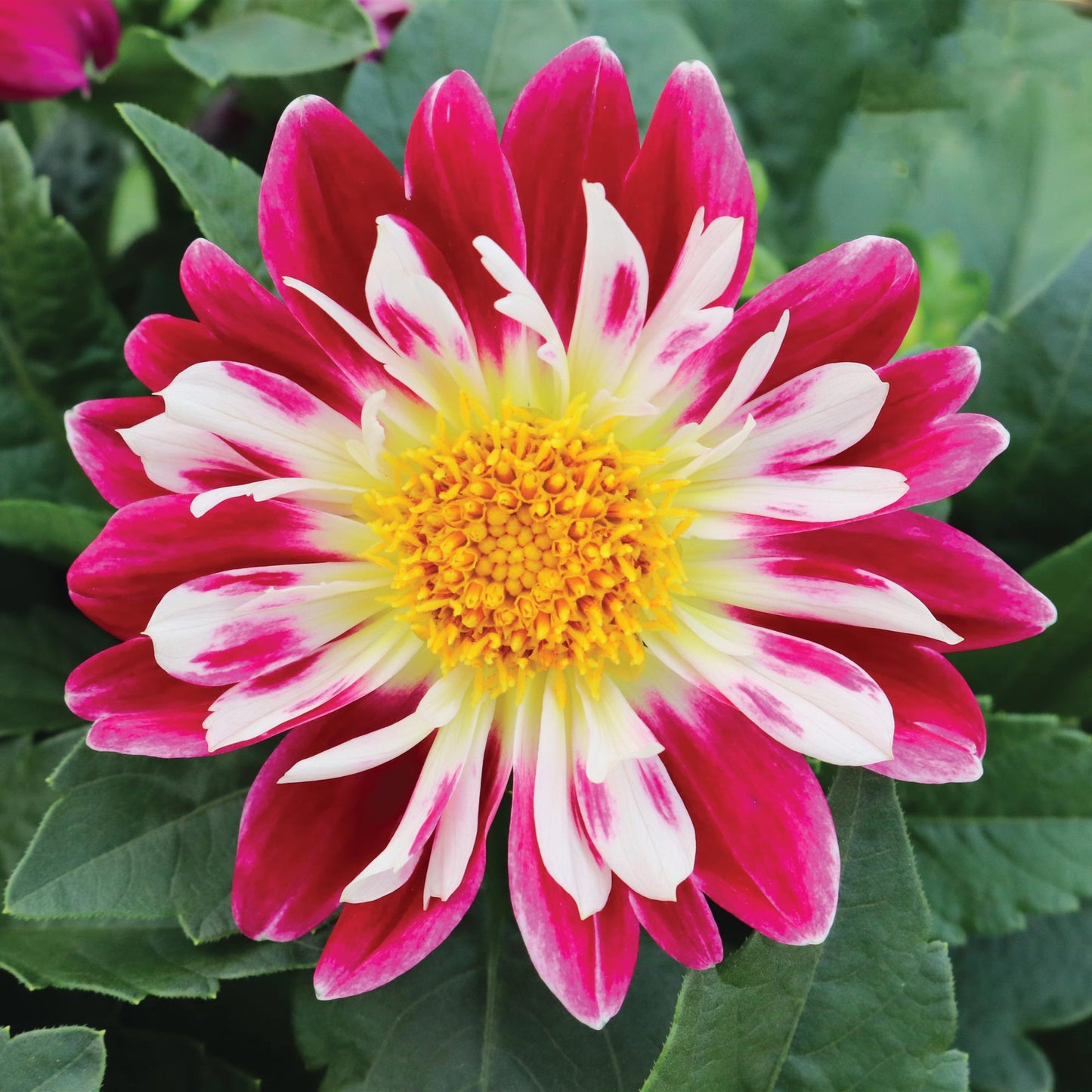 Dahlia 'Starsister'