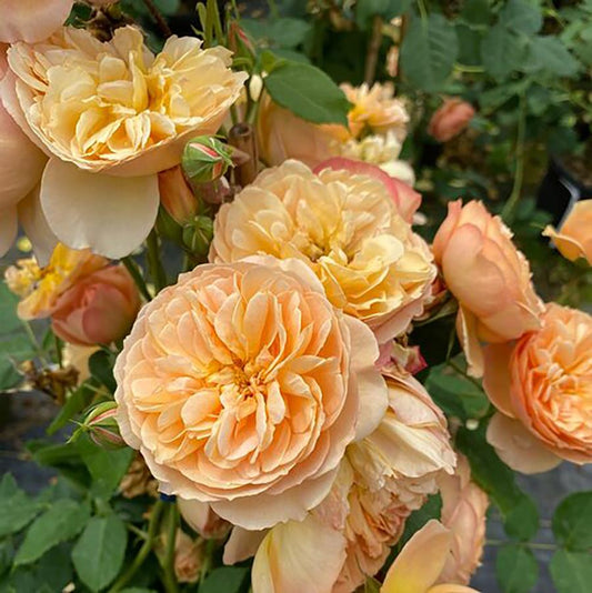 Rose 'Flavorette® Honey-Apricot'