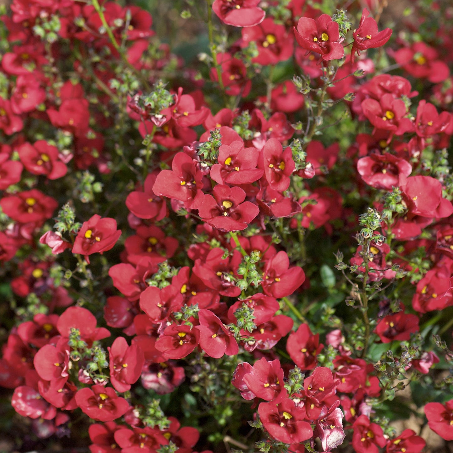 Diascia 'Piccadilly™'