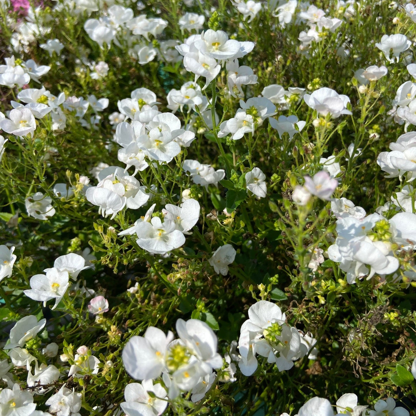 Diascia 'Piccadilly™'