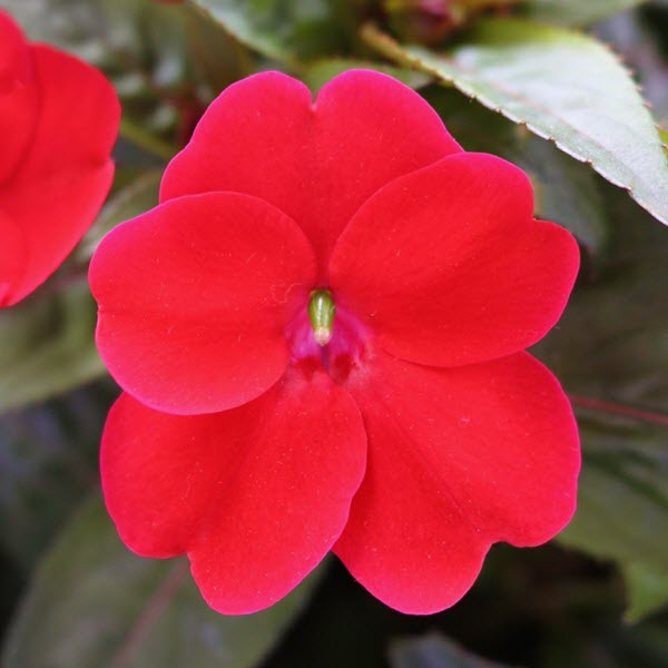 Impatiens Exotic 'SunStanding®'