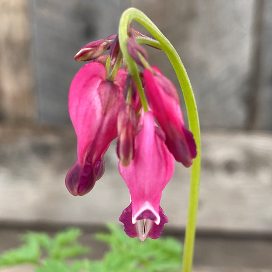 Dicentra formosa