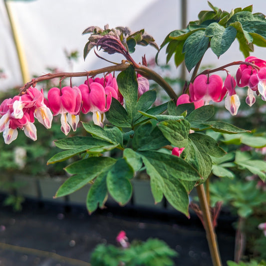 Dicentra spectabilis