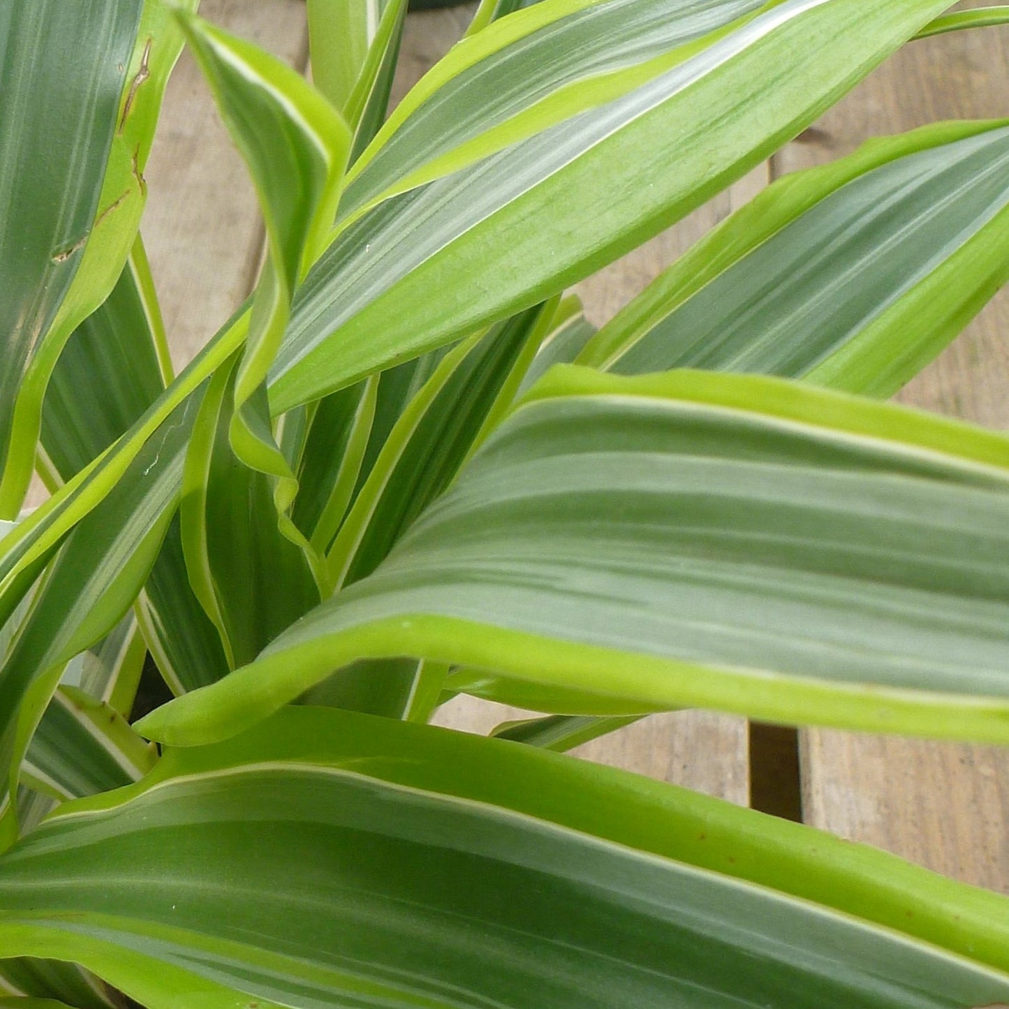 Dracaena 'Lemon Lime'