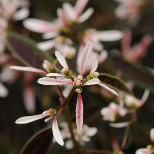 Euphorbia 'Breathless®'