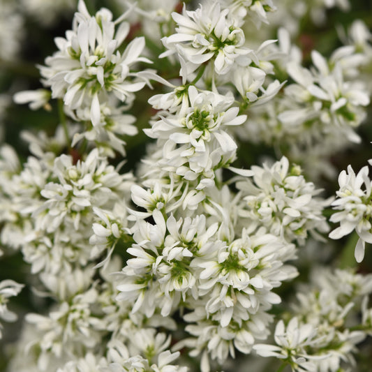 Euphorbia 'Flurry'