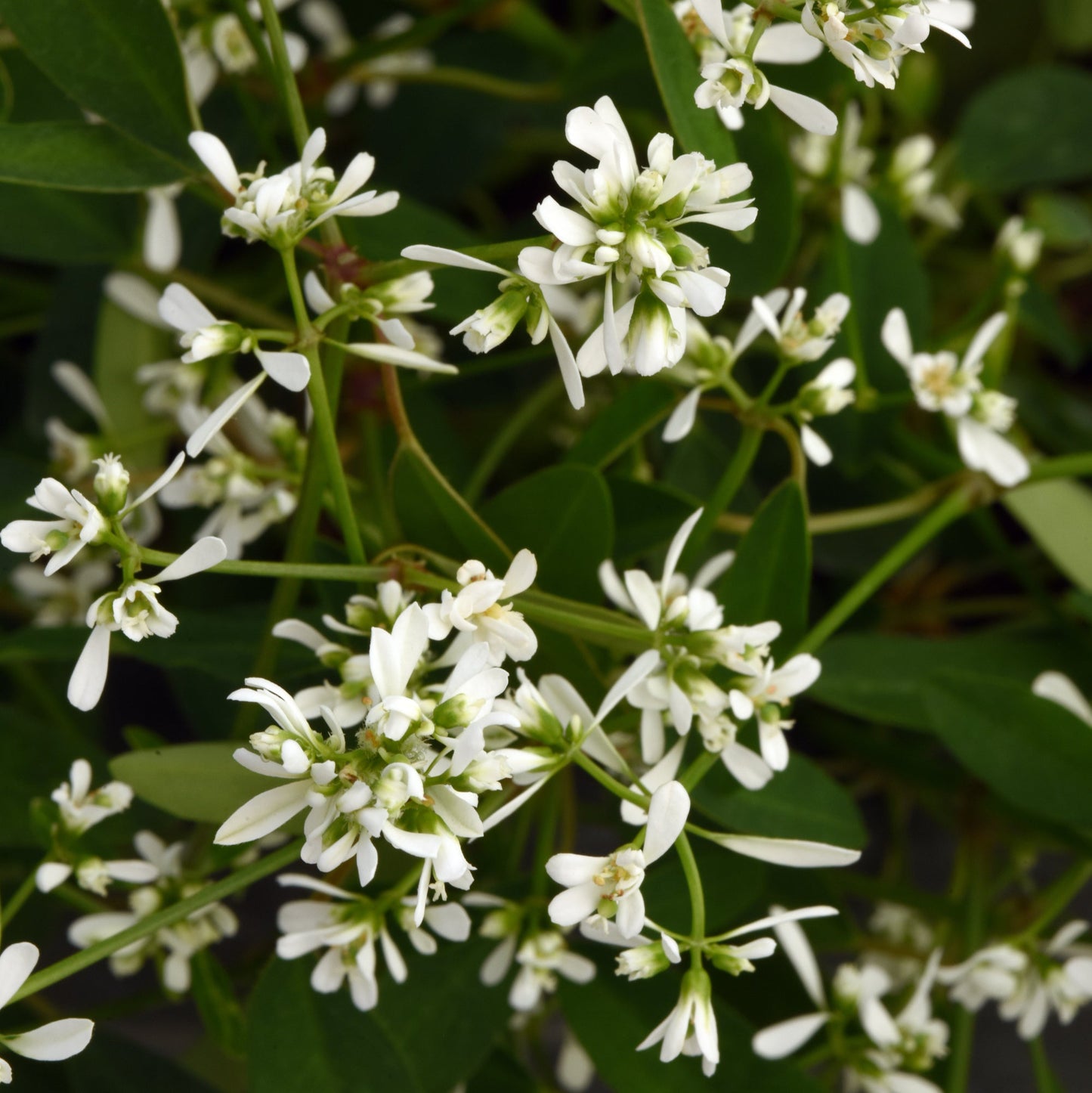 Euphorbia 'Loreen™'