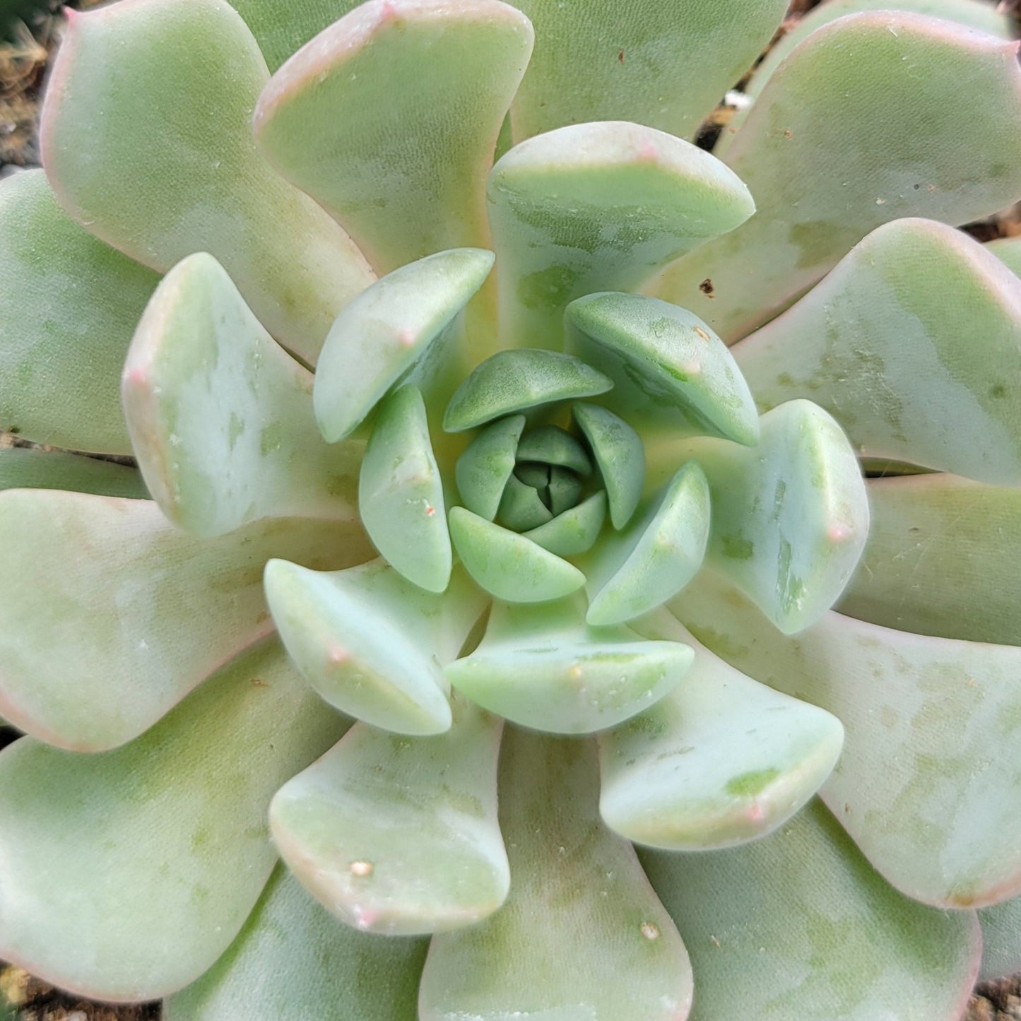 Echeveria 'Cherio'