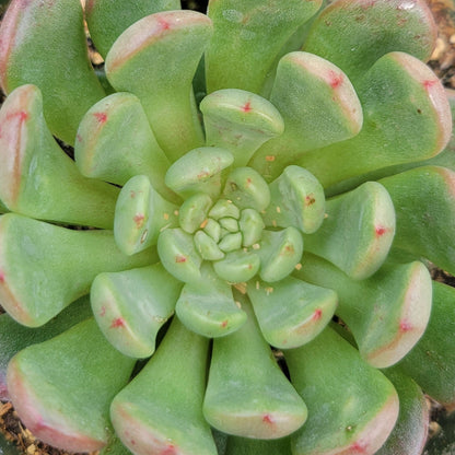 Echeveria 'Pink Ruby'