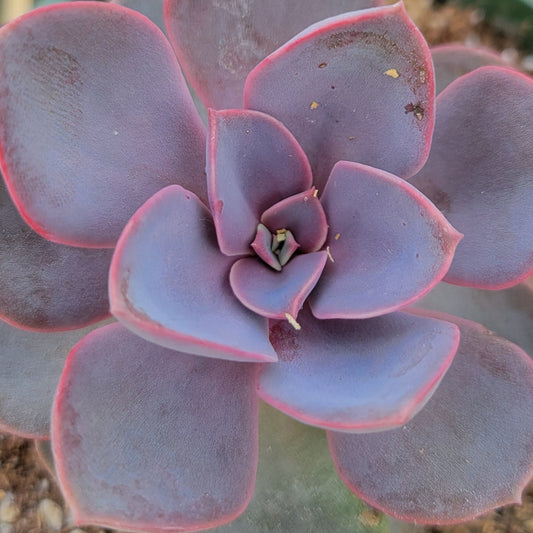 Echeveria 'Red Sky'