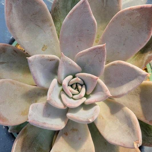 Echeveria 'Silver Shine'