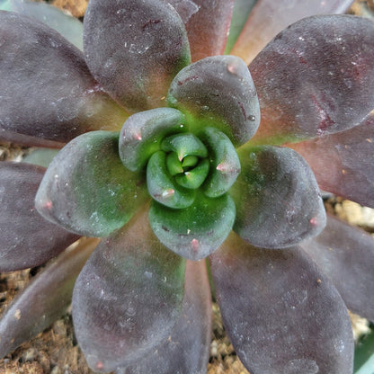 Echeveria 'Rose Dark'