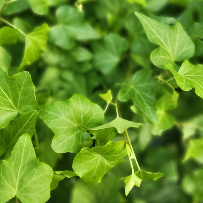 English Ivy