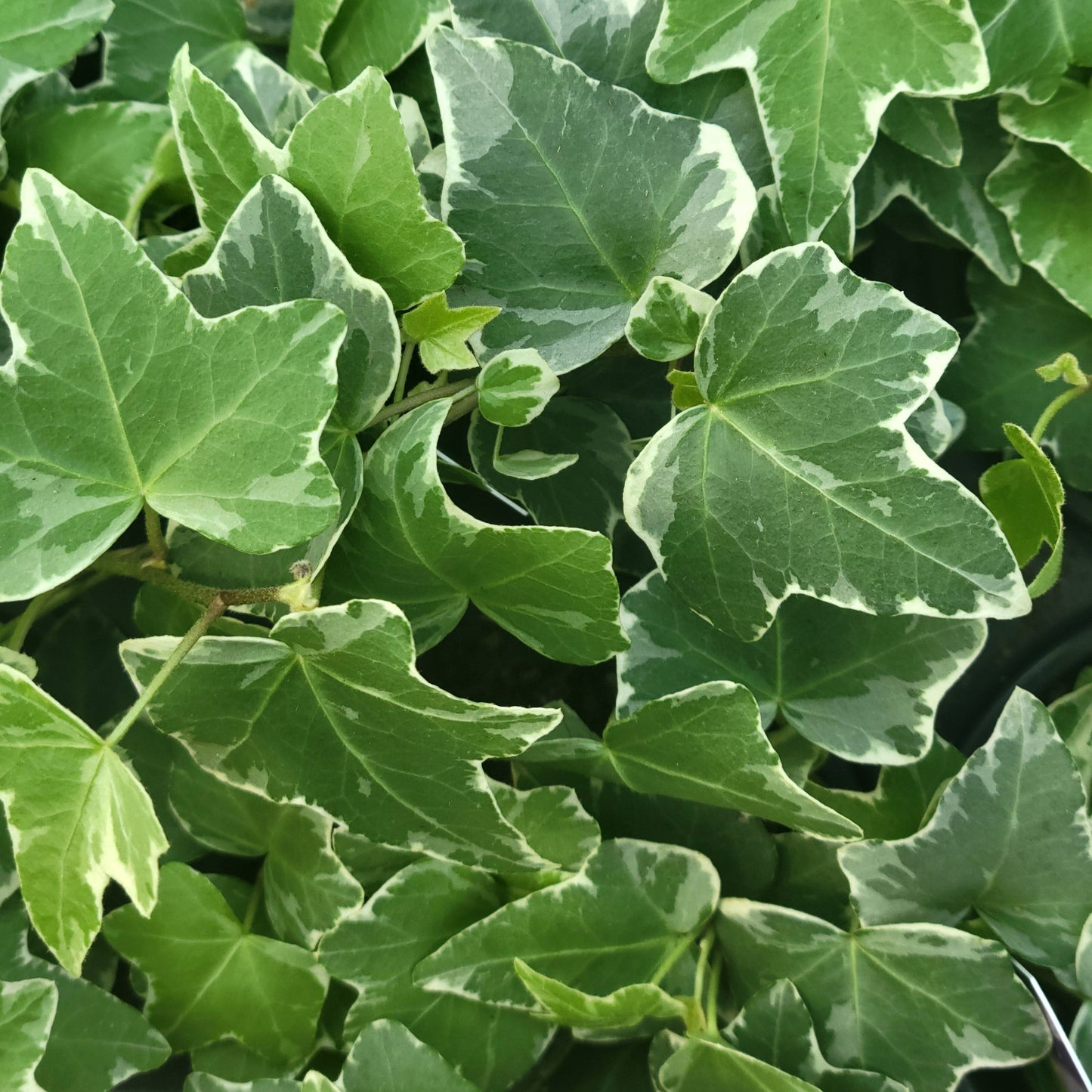 English Ivy