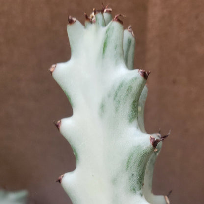 Euphorbia 'Ghost'