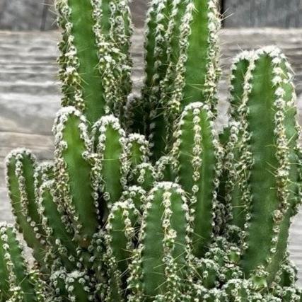 Cereus 'Fairy Castle'