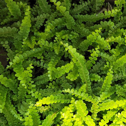 Lemon Button Fern