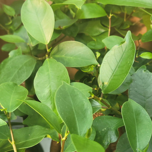 Ficus 'Ginseng'