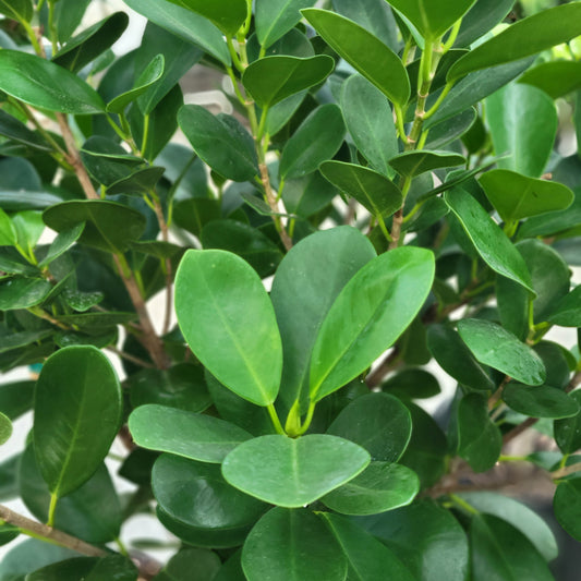 Ficus 'Moclame'