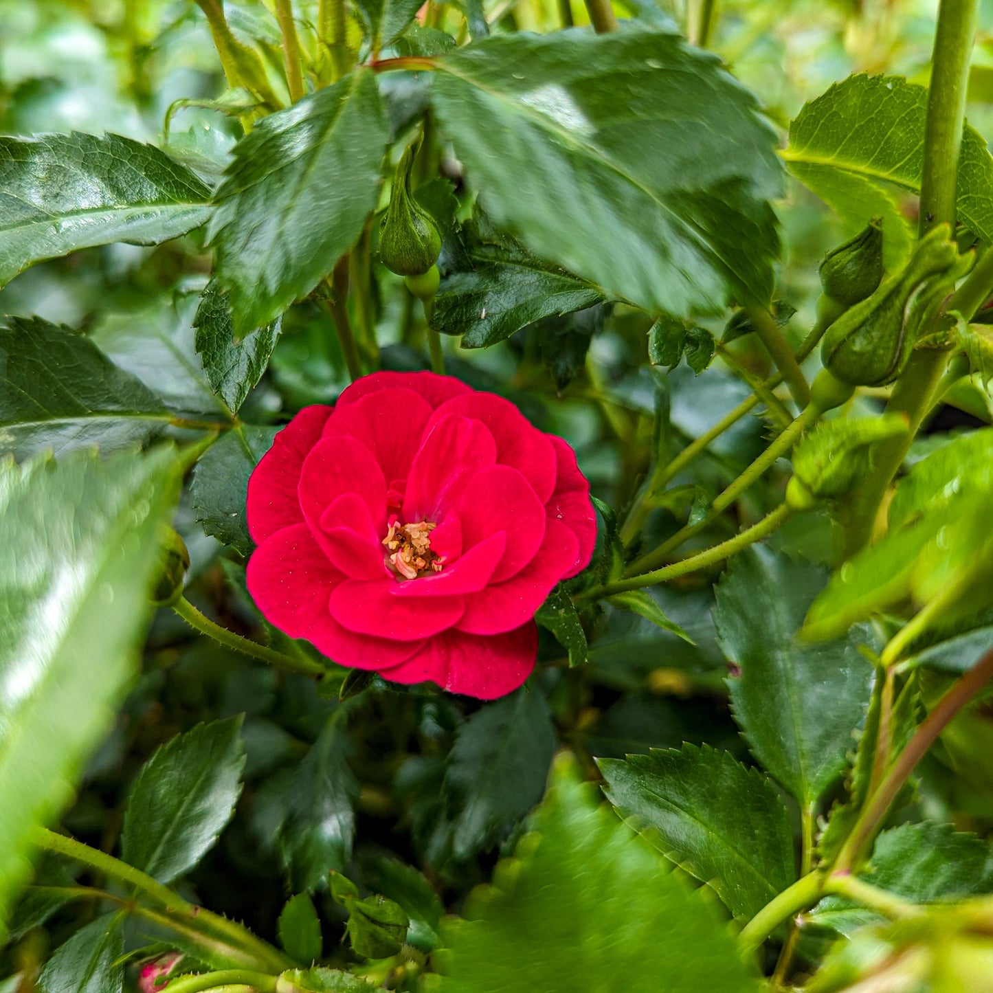 Rose 'Flower Carpet® Mini Cherry'