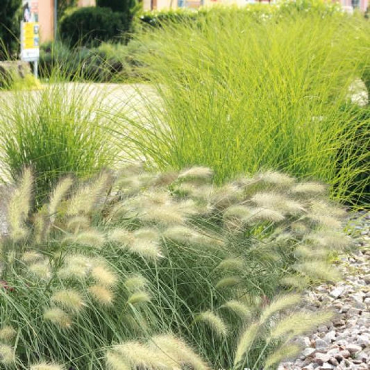 Feathertop Grass