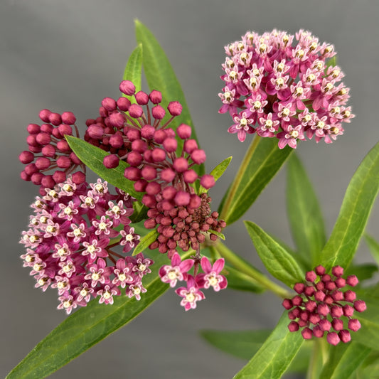 Asclepias incarnata