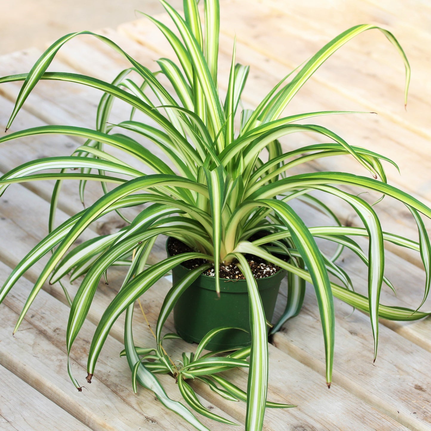 Spider Plant