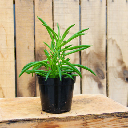 Peperomia 'Happy Bean'