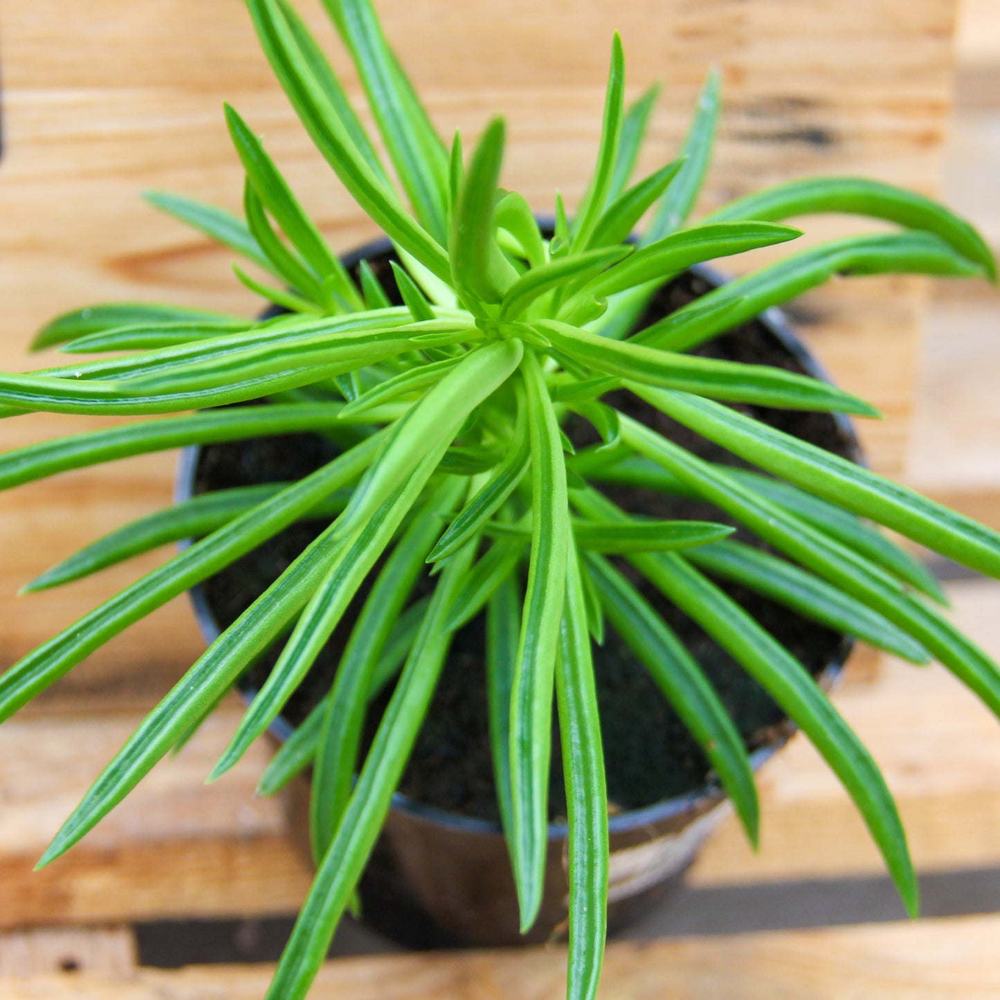 Peperomia 'Happy Bean'