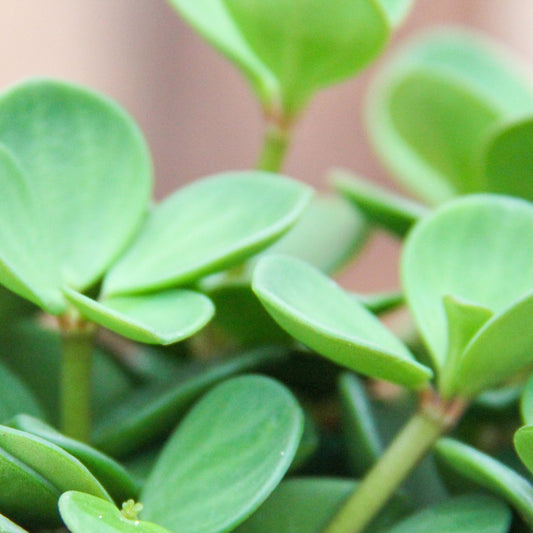 Peperomia 'Hope'