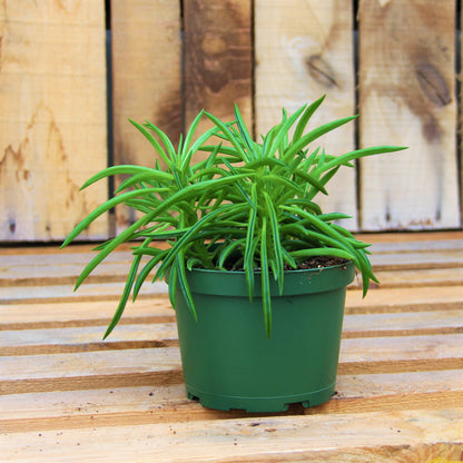 Peperomia 'Happy Bean'