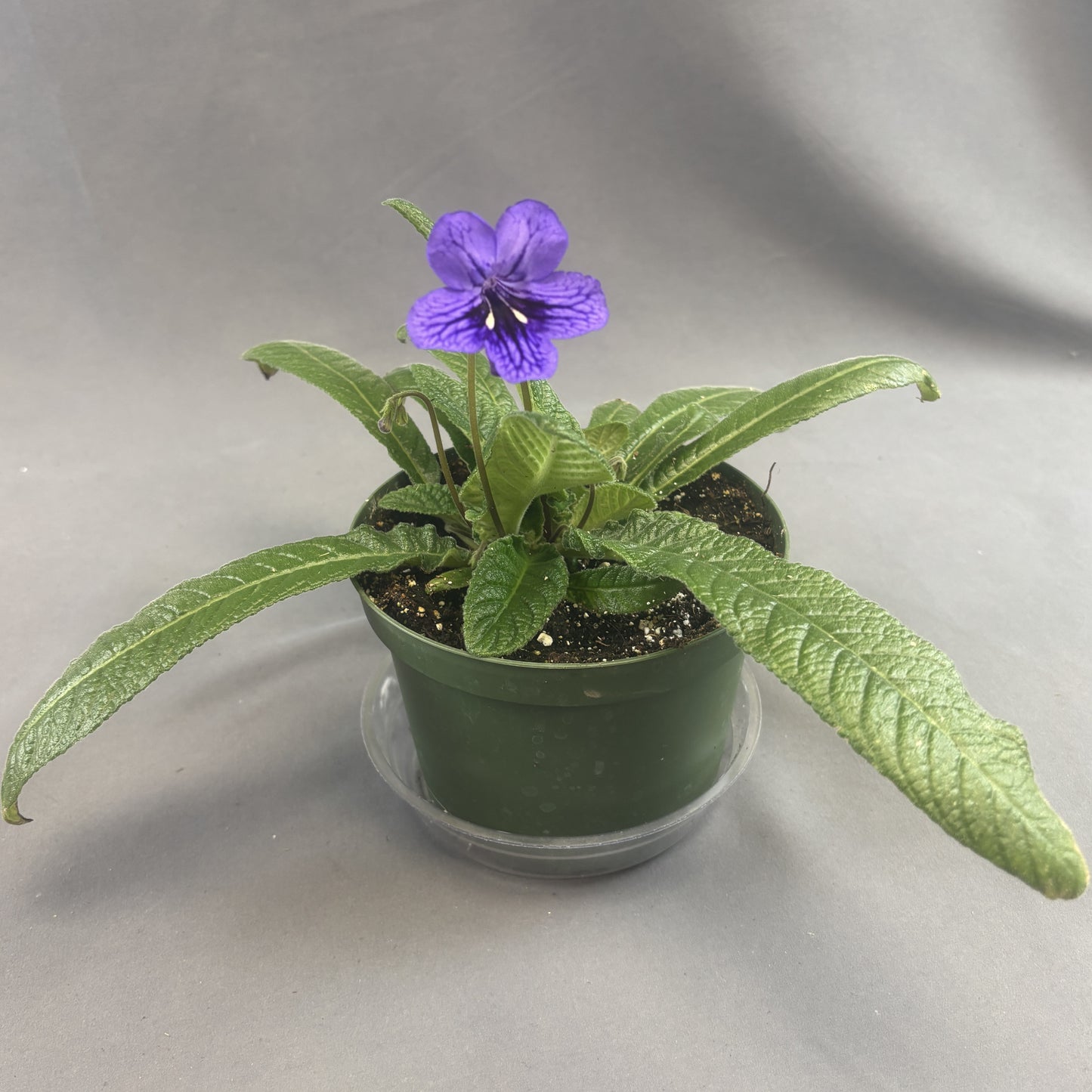 Streptocarpus