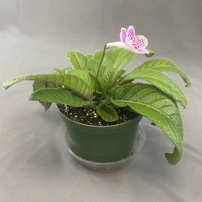 Streptocarpus